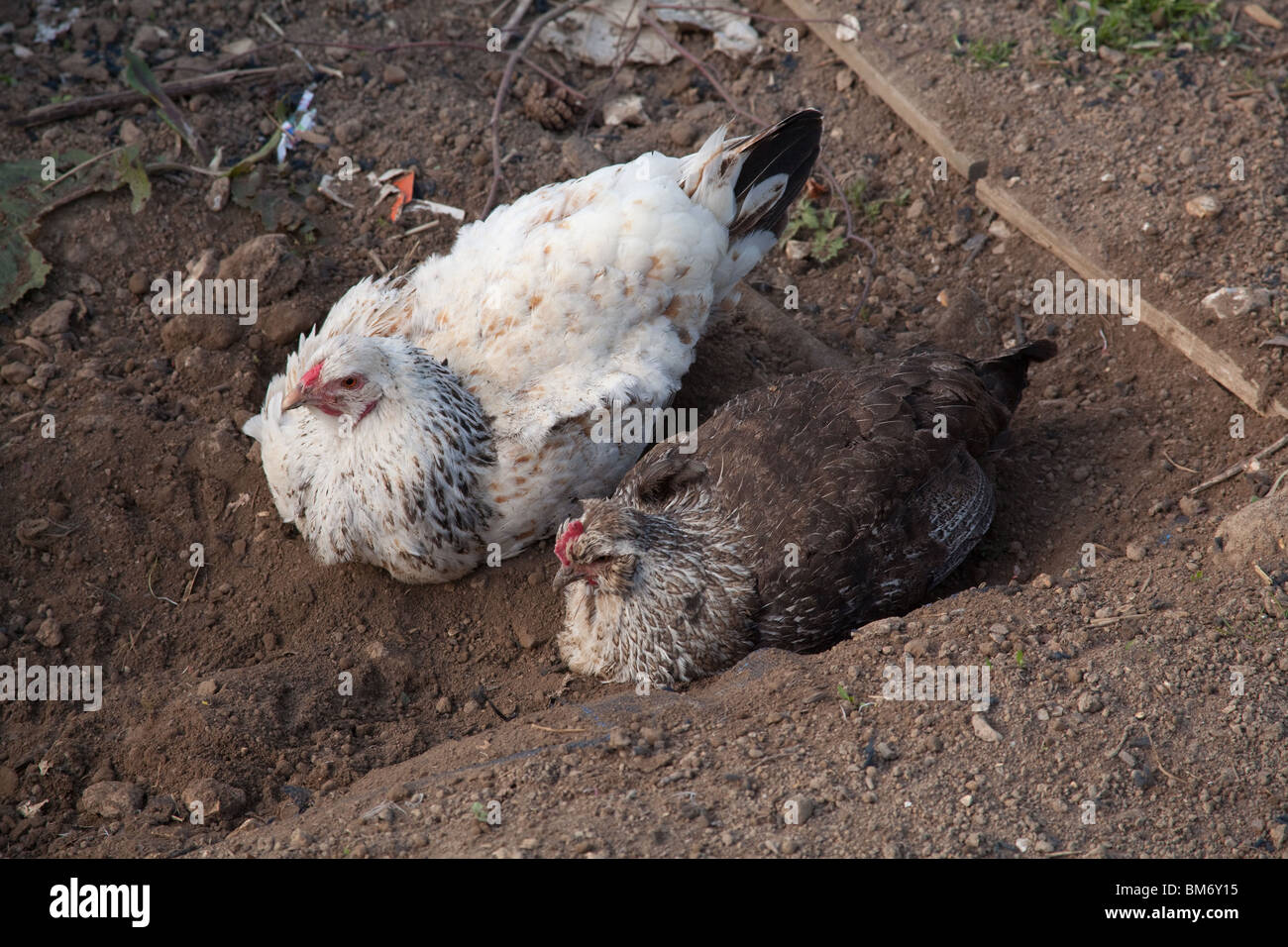 Pollos de raza mixta con un baño de polvo, Hampshire, Inglaterra, Reino Unido. Foto de stock