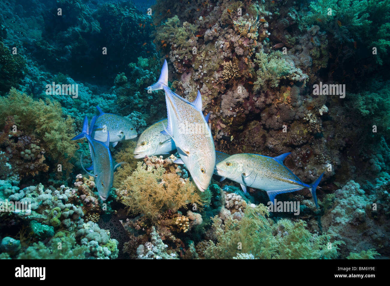 El atún rojo de jureles (Caranx melampygus) caza a lo largo de arrecifes de coral. Egipto, el Mar Rojo. Foto de stock