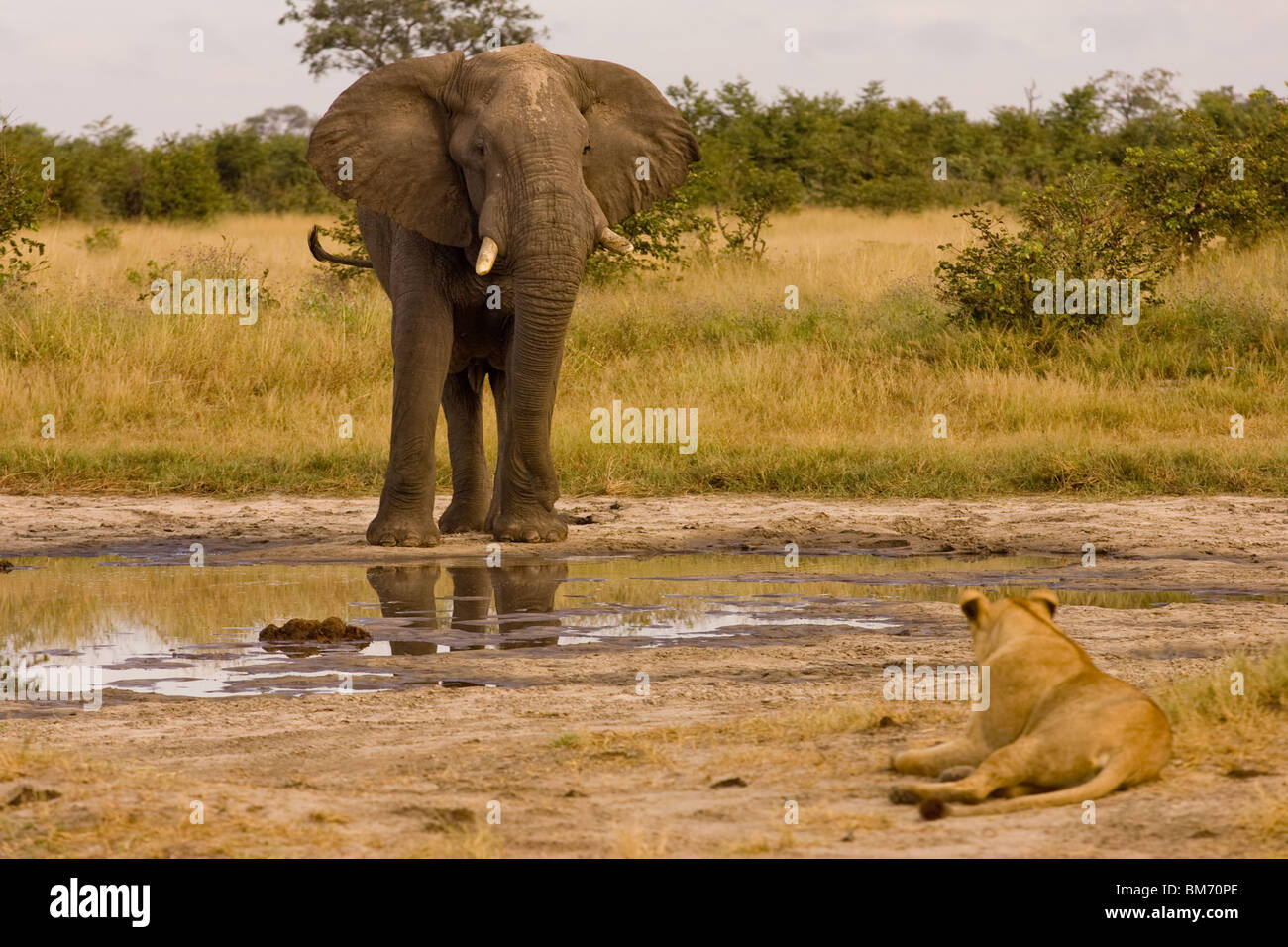 El Elefante y el león por waterhole Foto de stock