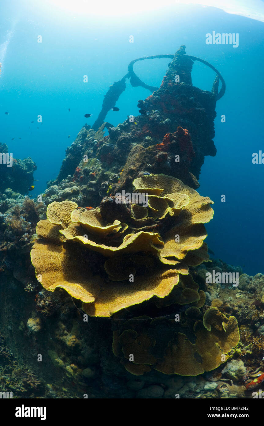 Kasi Maru wreck cubierto de corales. Las Islas Salomón. Foto de stock