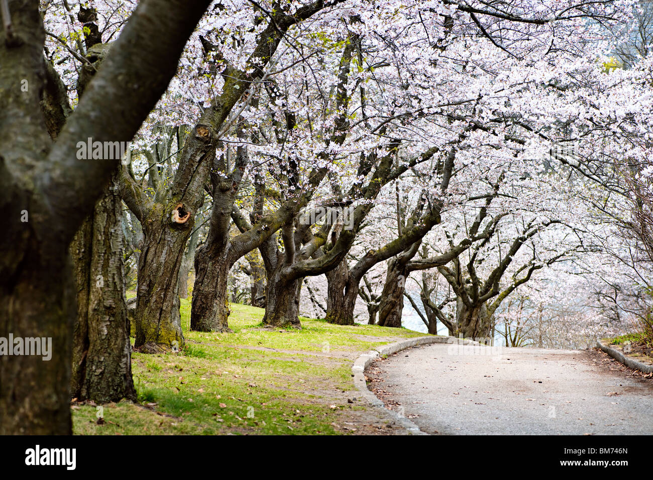 Fila de floración en primavera huerto de manzanos Foto de stock