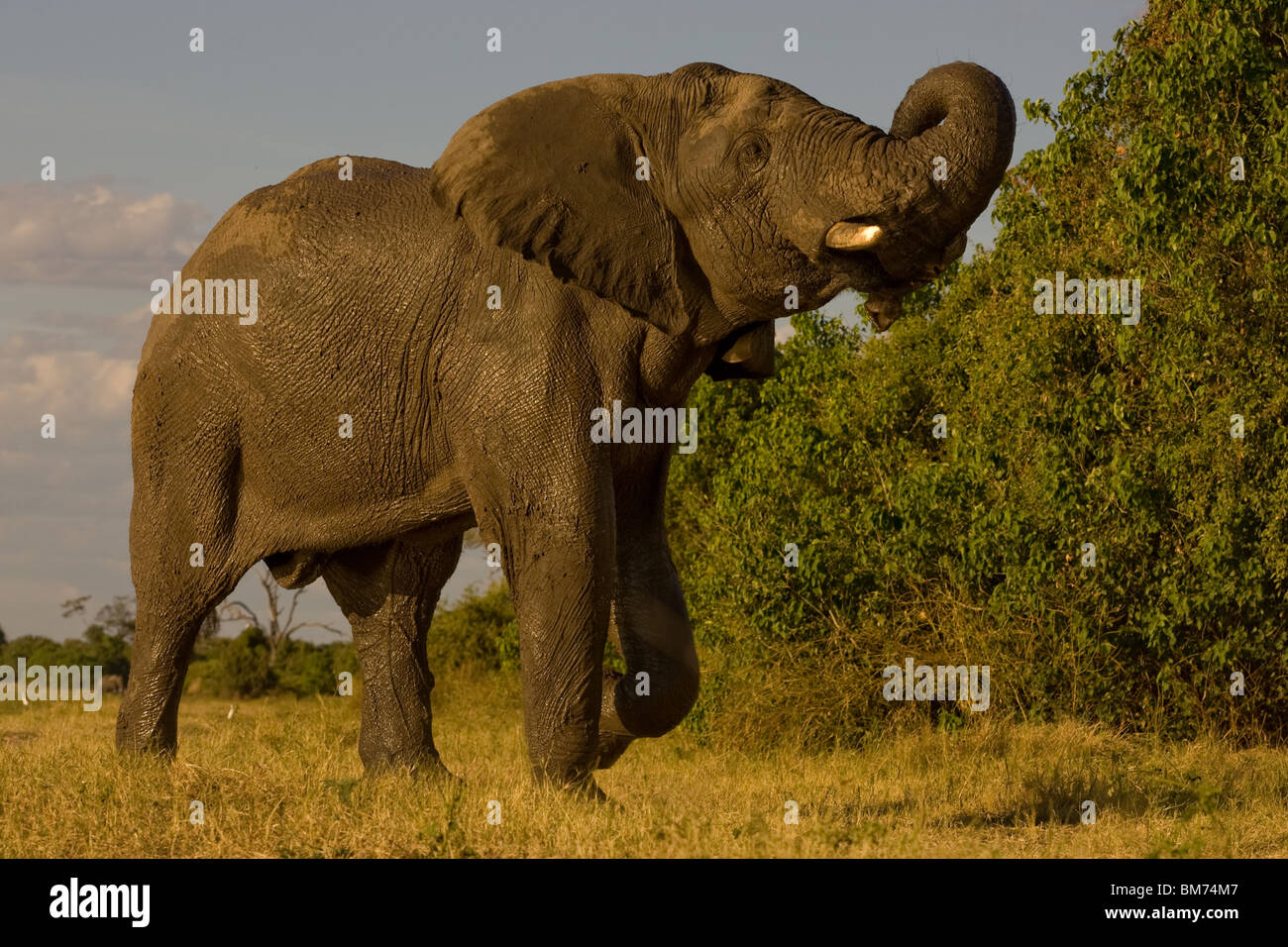 Caminando de elefante y su trompa de curling Foto de stock