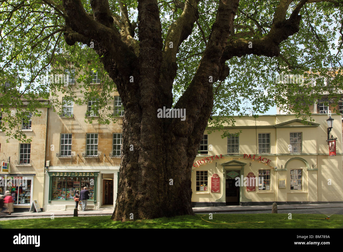 El gigantesco árbol de avión, la Abadía de Bath, Inglaterra, verde Foto de stock