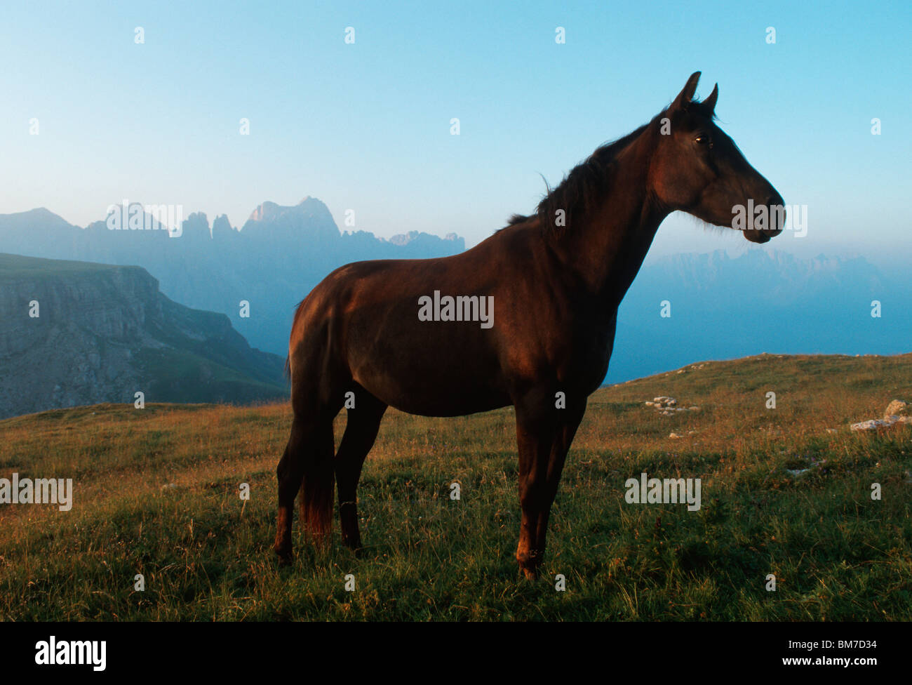 Un caballo marrón en una pradera permanente, el Alto Adige, Dolomitas, Italia Foto de stock