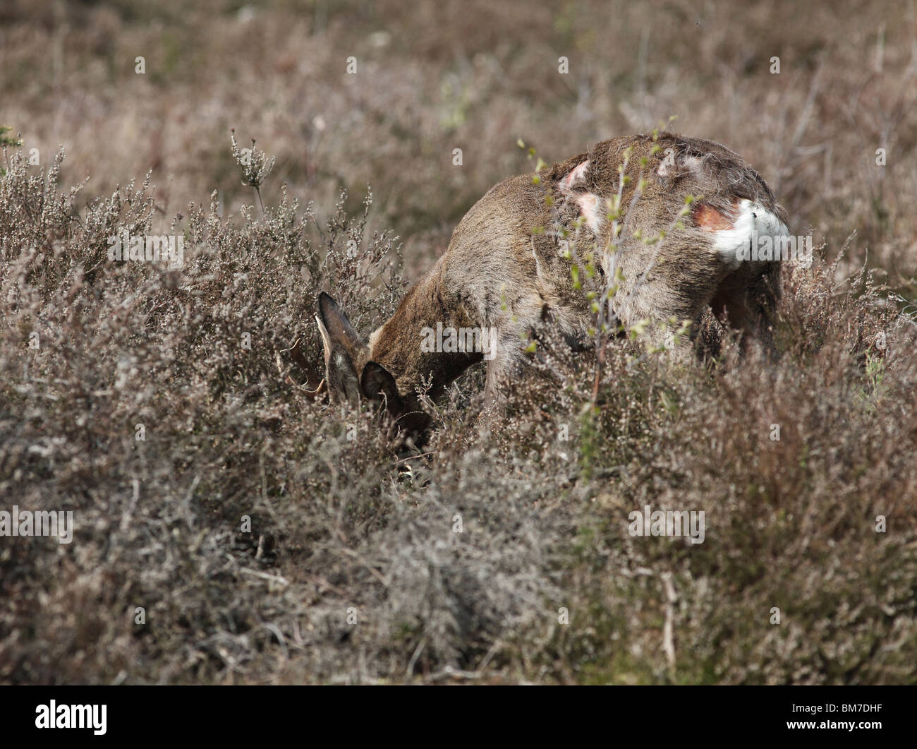 El corzo (Capreolus capreolus) buck mostrando lucha daños al cuerpo Foto de stock