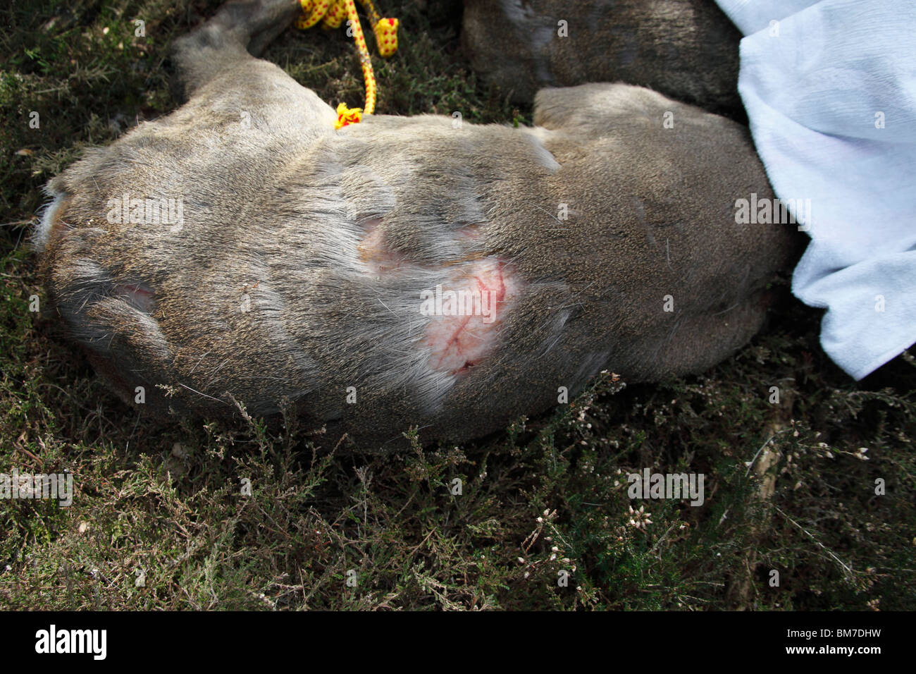 El corzo (Capreolus capreolus) mostrando combatir el daño infligido por las pezuñas Foto de stock