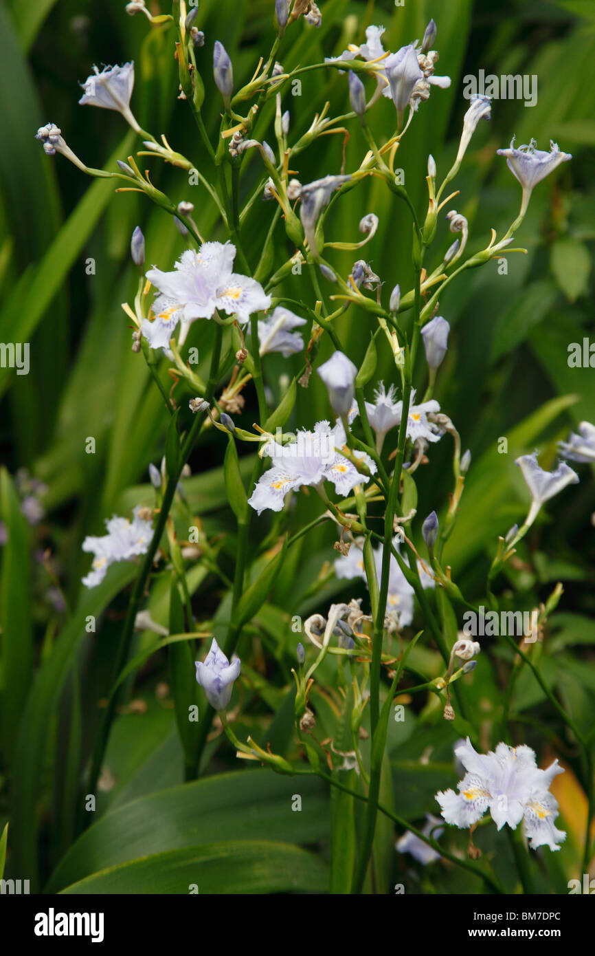 Iris japonica planta en flor Fotografía de stock - Alamy