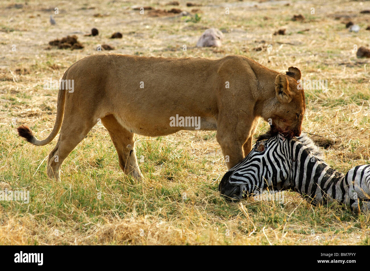 Lion devorando una cebra Fotografía de stock - Alamy