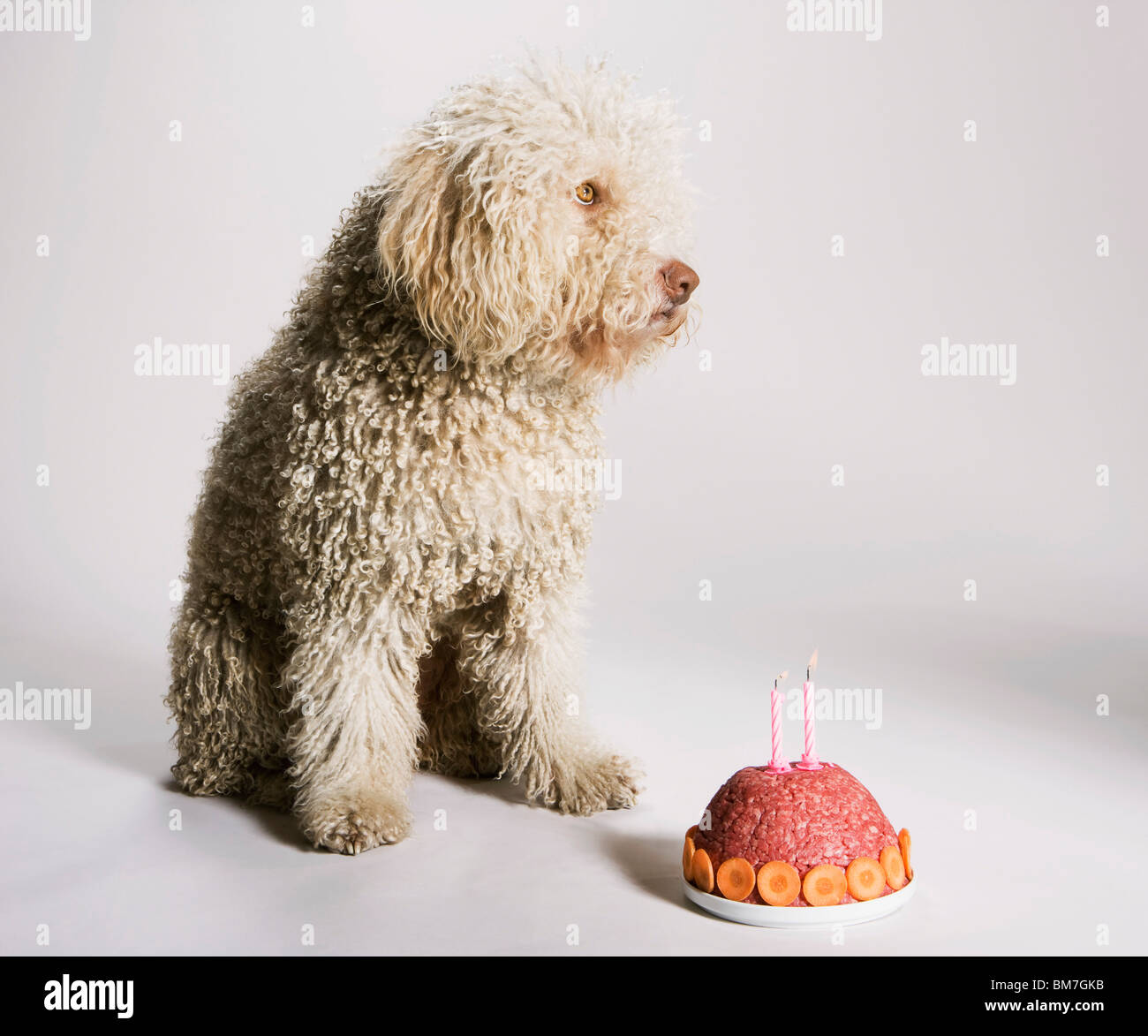 Pastel de perro fotografías e imágenes de alta resolución - Alamy