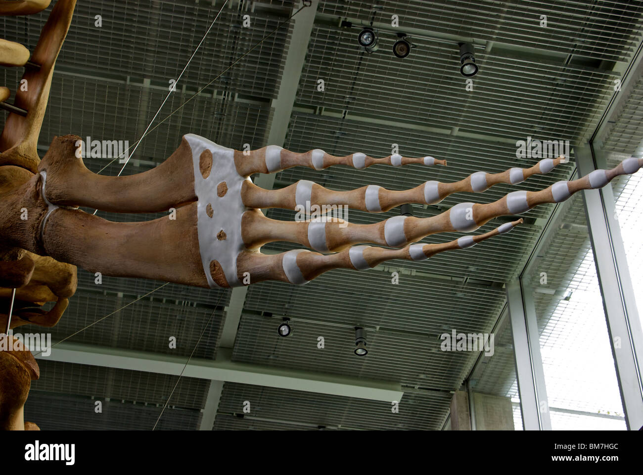 Esqueleto de ballena azul exposición Museo Biodiversidad Beaty Vancouver BC UBC Campus Foto de stock