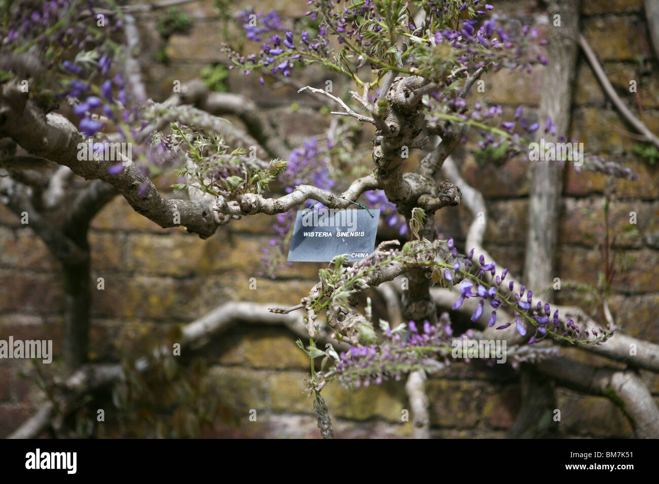 Etiqueta vegetal tradicional para Wisteria sinensis (Wisteria china), floración púrpura, contra una pared de ladrillo. Foto de stock
