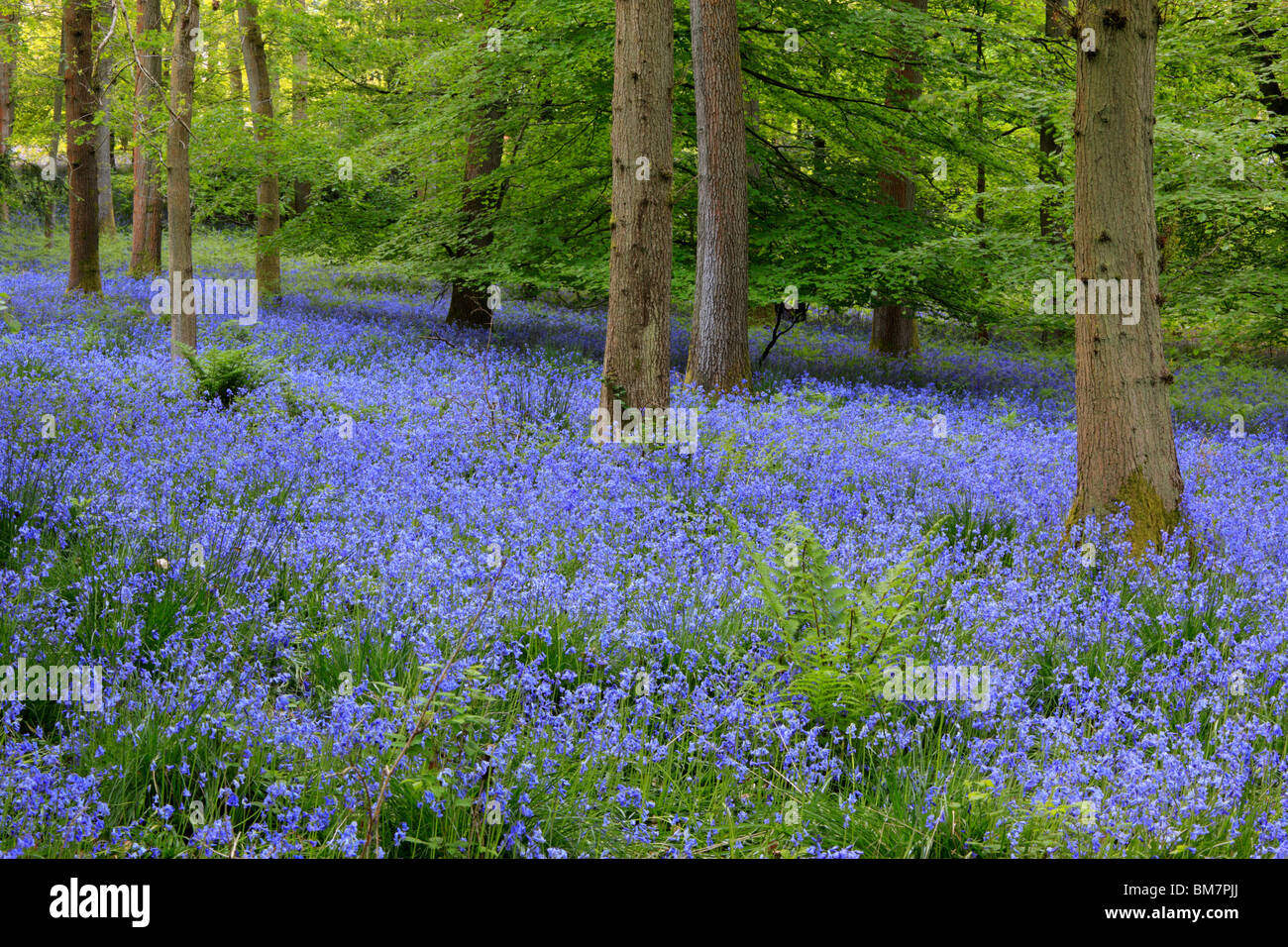 Alfombra clásica de inglés las campánulas azules en el camino entre Soudley y Blakeney en el Bosque de Dean, Gloucestershire, Reino Unido Foto de stock