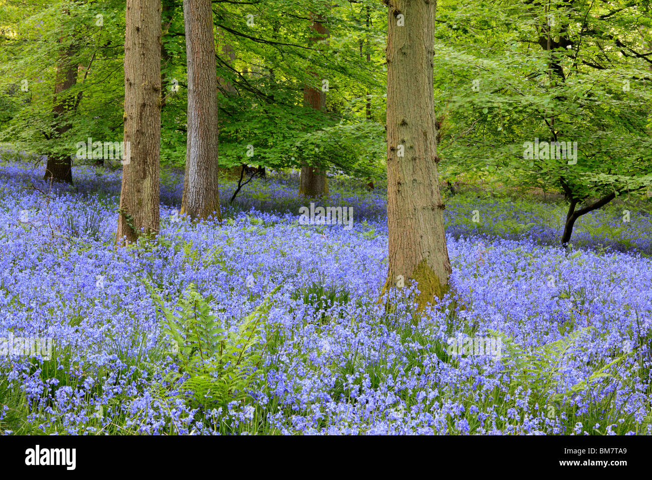 Alfombra clásica de inglés las campánulas azules en el camino entre Soudley y Blakeney en el Bosque de Dean, Gloucestershire, Reino Unido Foto de stock