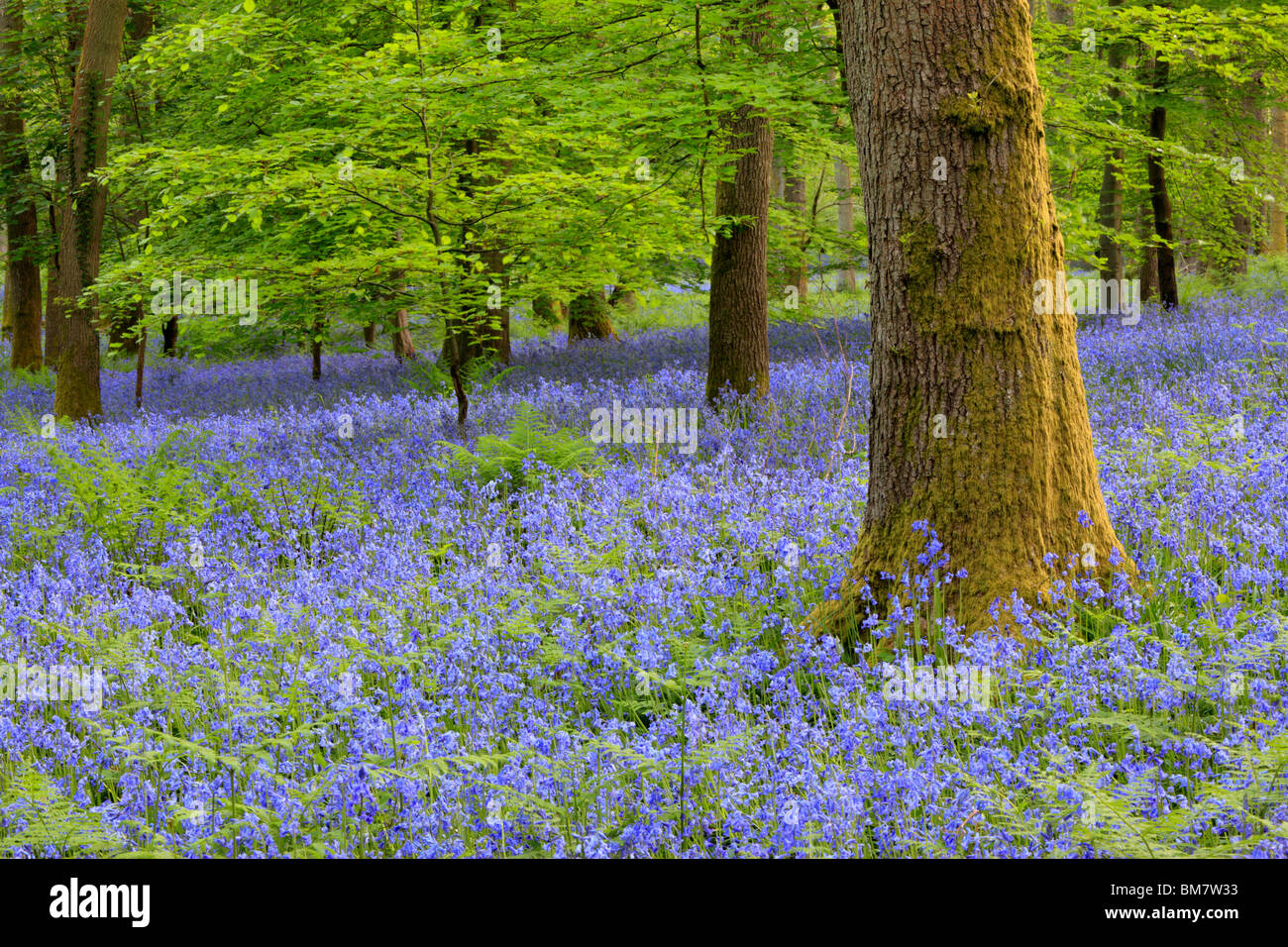 Alfombra clásica de inglés las campánulas azules en el camino entre Soudley y Blakeney en el Bosque de Dean, Gloucestershire, Reino Unido Foto de stock