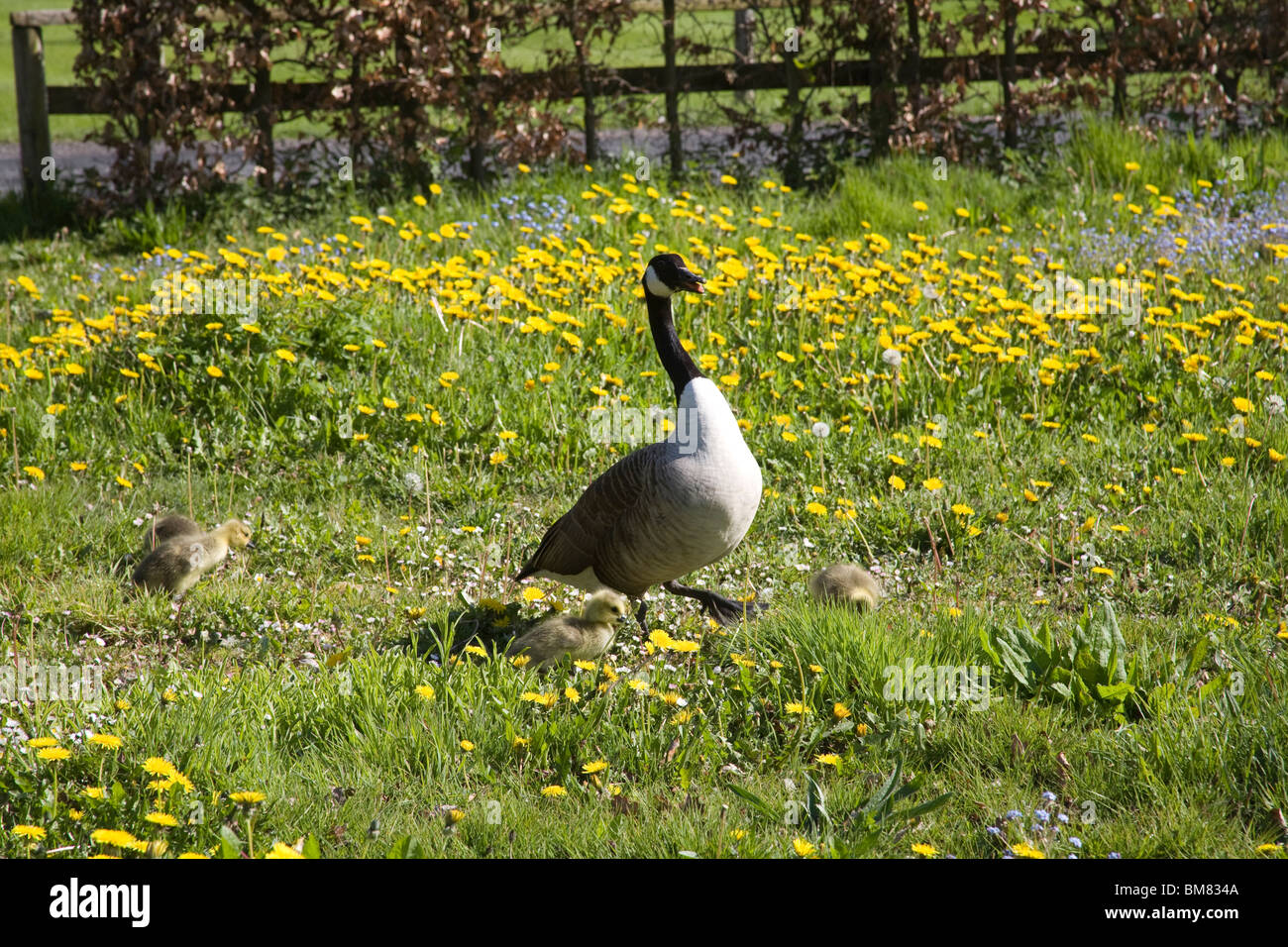 Canada goose leon cheap