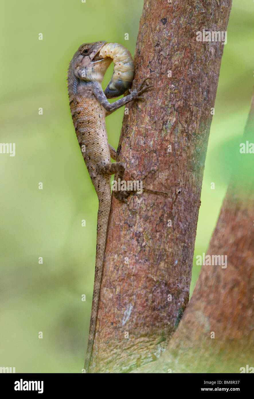 Jardín lagartija (Calotes versicolor) alimentándose de grandes larvas de insectos, Ko Ra, en el sur de Tailandia. Foto de stock