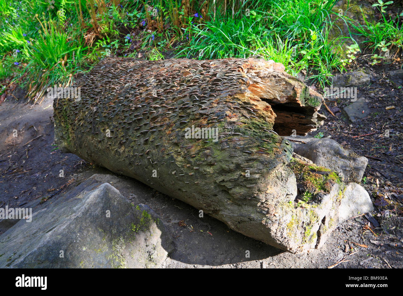 Moneda del tronco de un árbol con clavos en Hardcastle riscos, Hebden Dale cerca de Hebden Bridge, West Yorkshire, Inglaterra, Reino Unido. Foto de stock