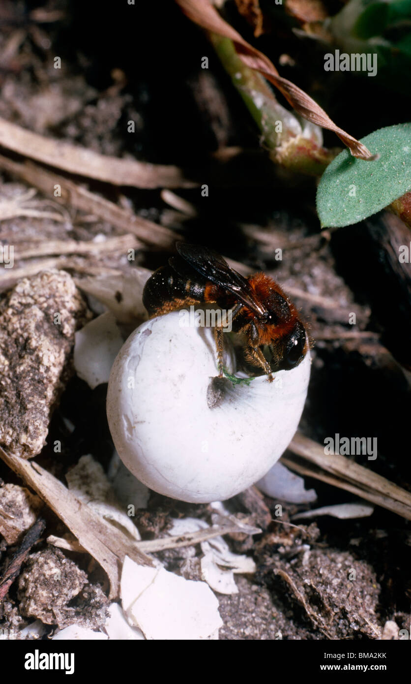 Abejas solitarias (Hoplitis lhotellieri: Megachilidae) sellar un caracol que contenga completó su nido, Israel Foto de stock