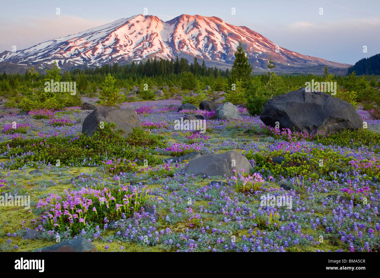 Mount Saint Helens WA, Monumento Nacional Volcánico Monte Santa Helena en el alba de una pradera de lupino y penstemon a lahares Foto de stock
