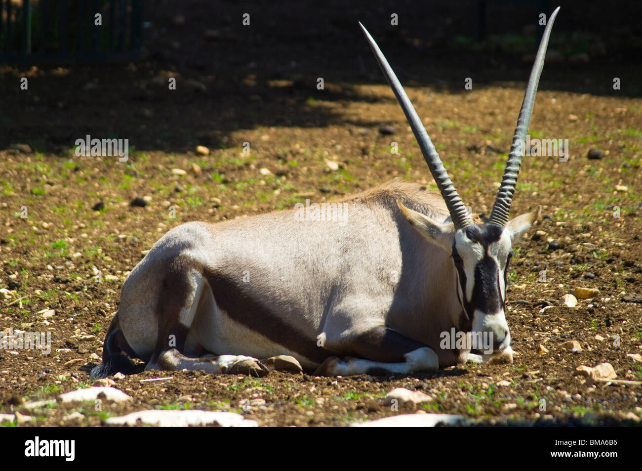 Bongo Antilope sitatunga (Tragelaphus eurycerus) al sole en atteggiamento ripresa di riposo Foto de stock