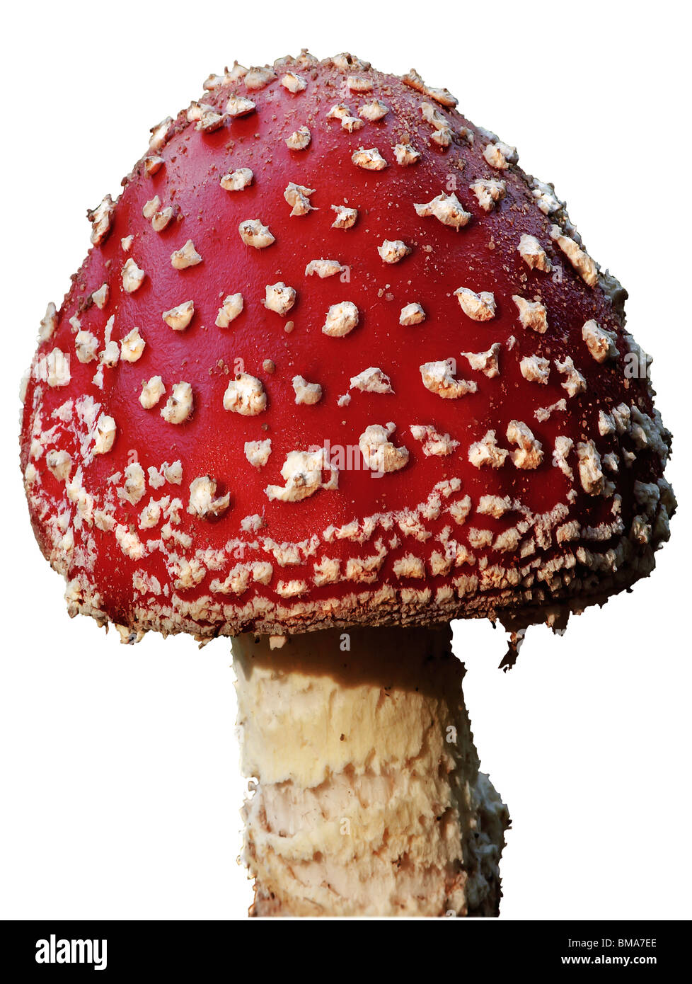 Un Toadstool aislado sobre un fondo blanco. Foto de stock