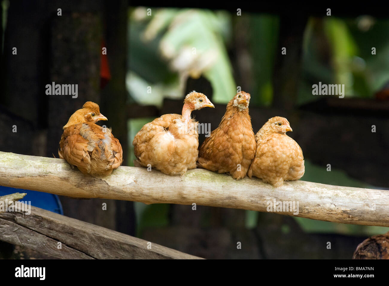 Pollos - cerca del Refugio de Paz de la Liga Gralaria - Nanegalito, Ecuador Fotografía de stock - Alamy Pollos - cerca del Refugio de Paz de la Liga Gralaria - Nanegalito, Ecuador Fotografía de stock - Alamy