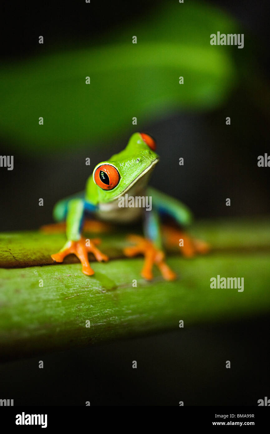 Red-eyed Tree Frog en costa rica Foto de stock
