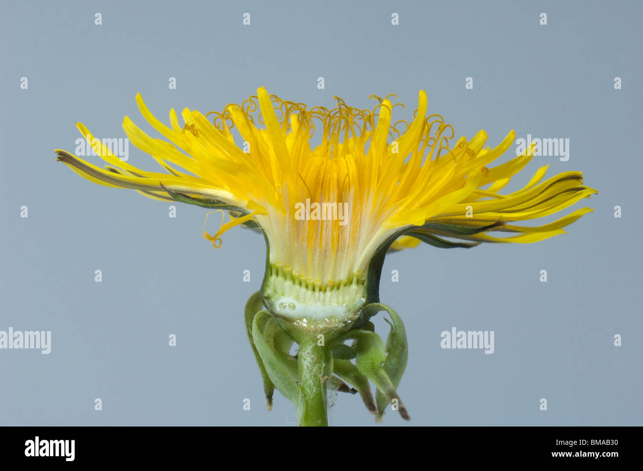 Diente de león (Taraxacum officinale, Taraxacum sec. Ruderalia), sección vertical a través de la flor. Foto de stock