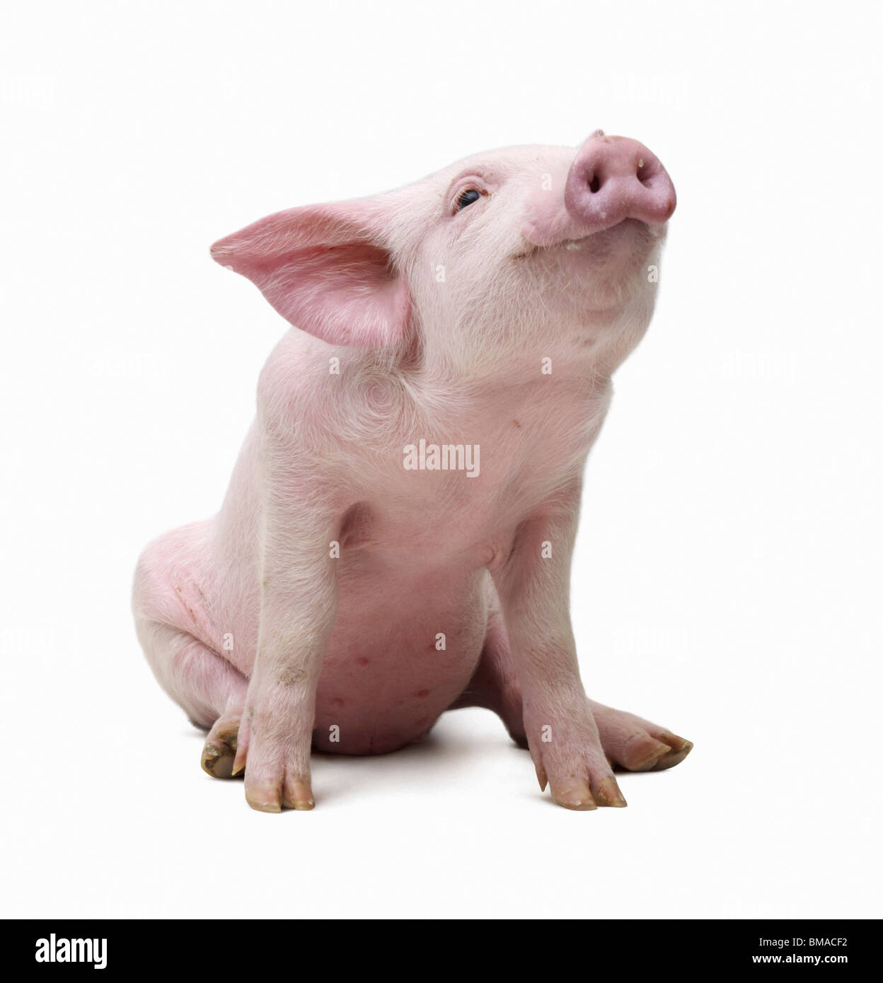 Retrato de cerdo Foto de stock