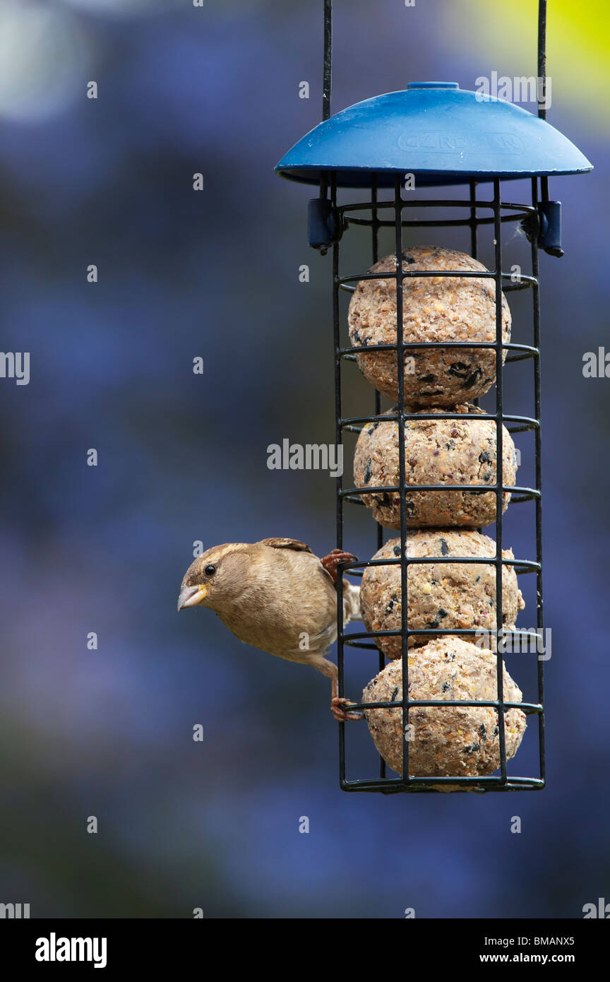Passer domesticus. Gorrión hembra alimentándose en un alimentador de bolas de sebo Foto de stock