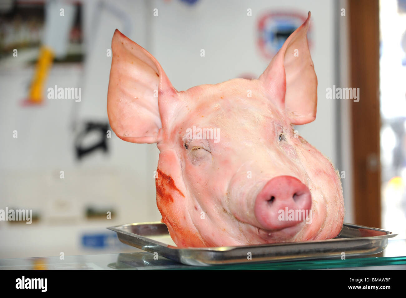 Una cabeza de cerdo en la pantalla en un tradicional Bramptons carniceros de la ciudad de Kemp