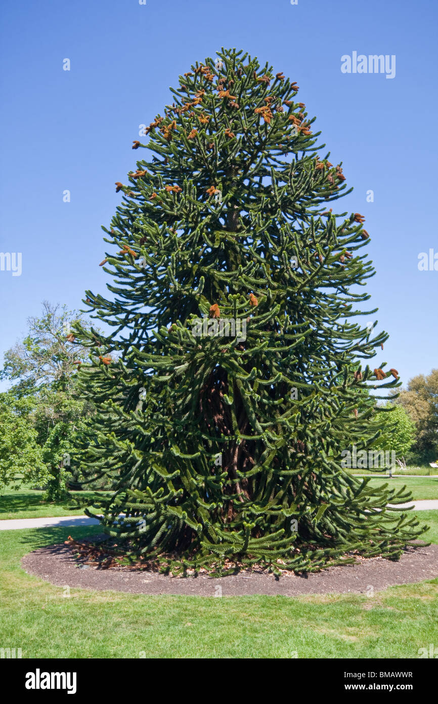 Araucaria Araucaria araucana Foto de stock