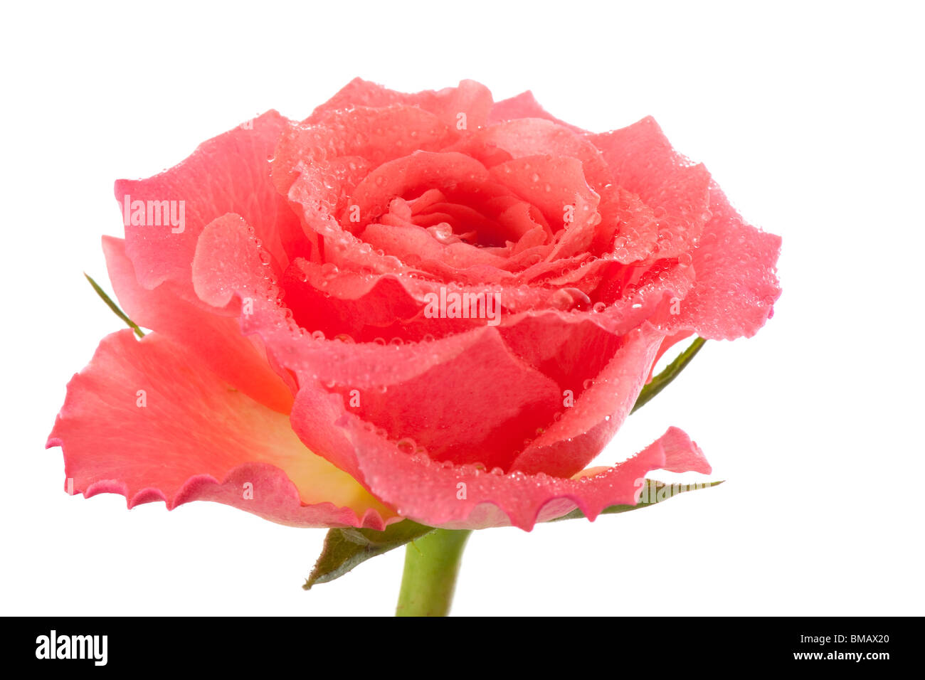 Cerca de una hermosa rosa rosa con gotas de agua Foto de stock