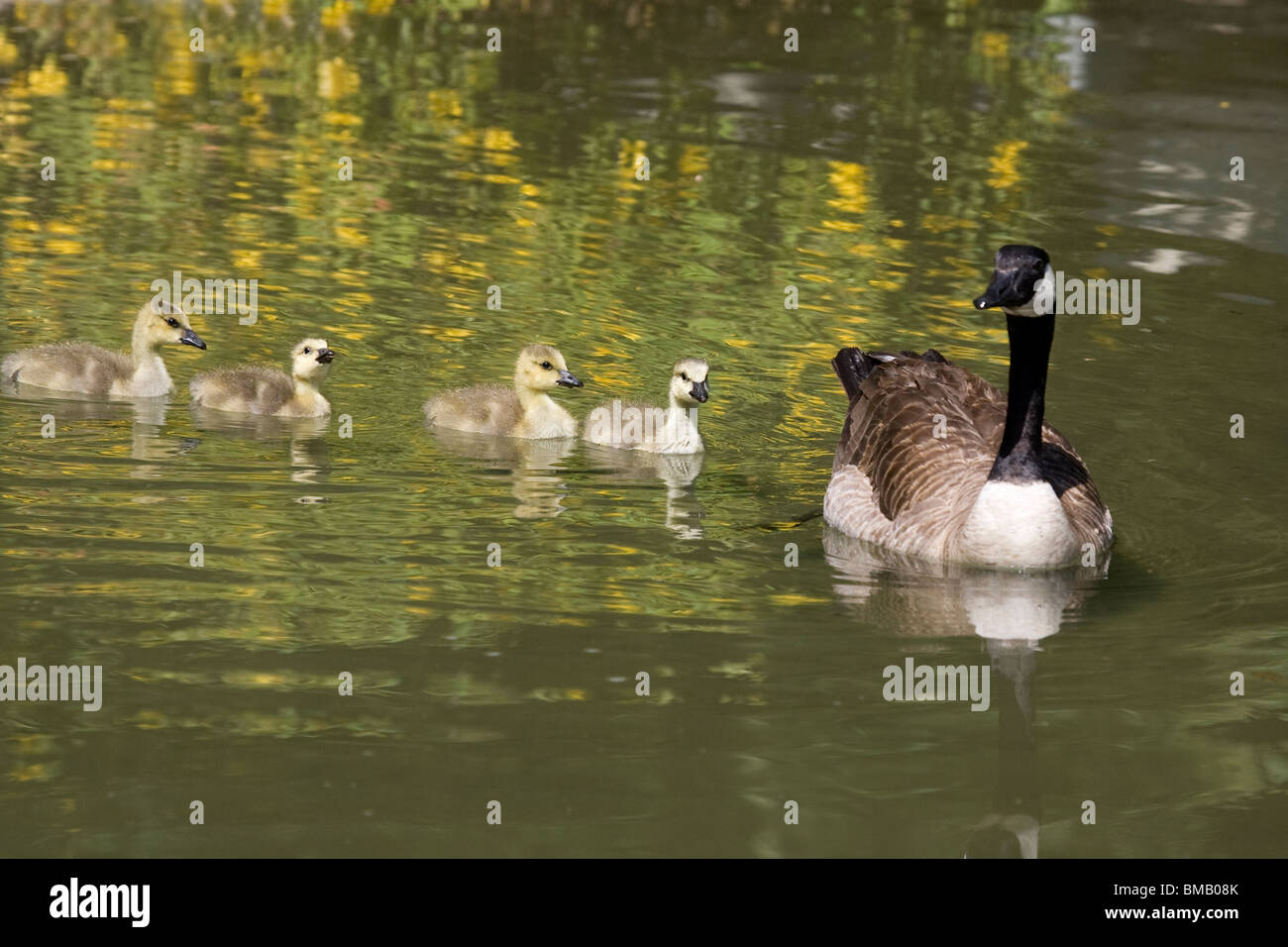 Cuatro Canadá Goslings nadar con los adultos Foto de stock