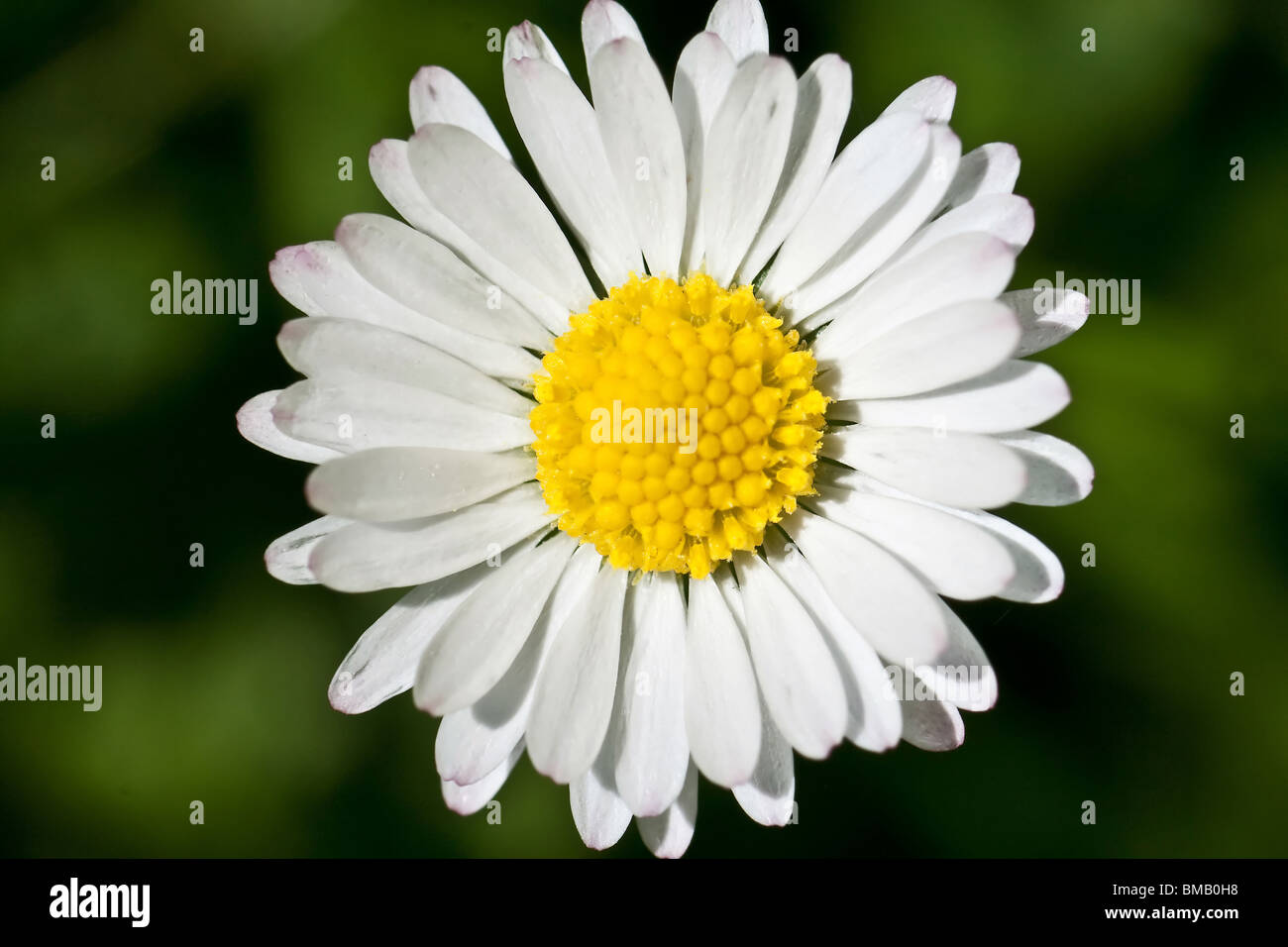 Daisy, hermosa extreme closeup, macro fotografía, la belleza de la naturaleza Foto de stock