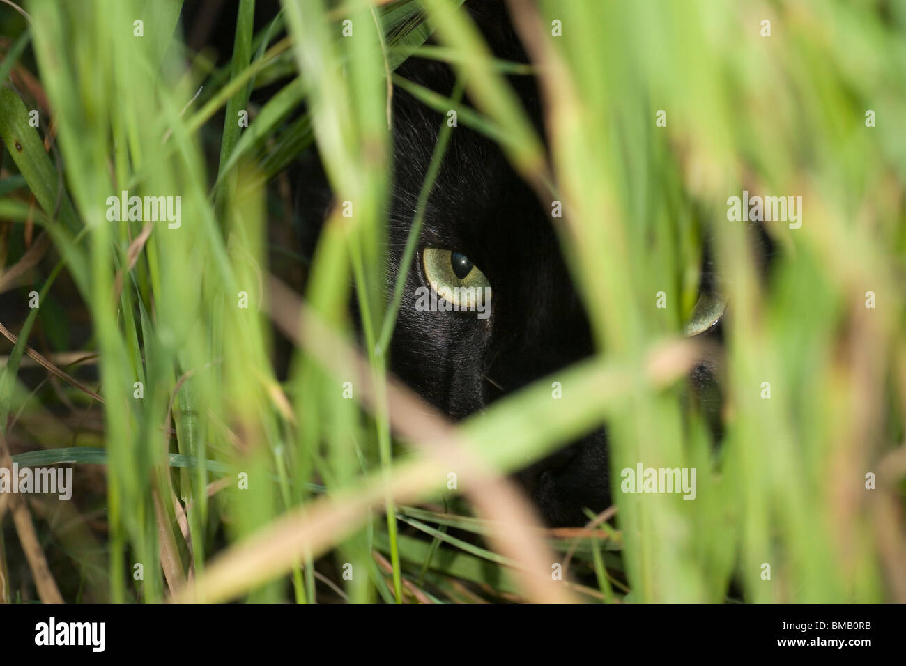 Gato negro peeping fuera de hierba larga Foto de stock