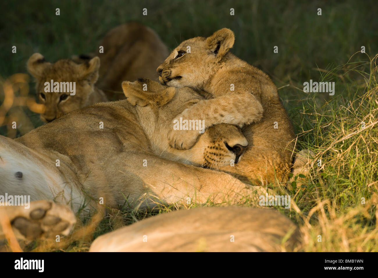 Lindo juguetón cachorro de león abrazando a dormir la mamá de cabeza, profundidad de campo, un fondo suave, el delta del Okavango Botswana Foto de stock