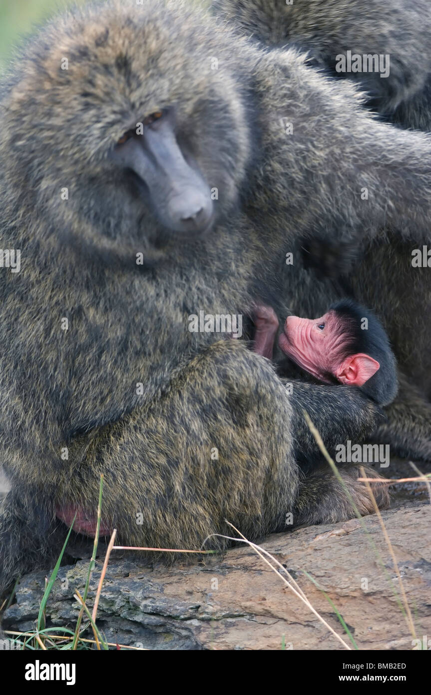 Sabanas bebé babuino con su madre, Amarillo Babuino, Papio cynocephalus, Kenia, África Oriental Foto de stock
