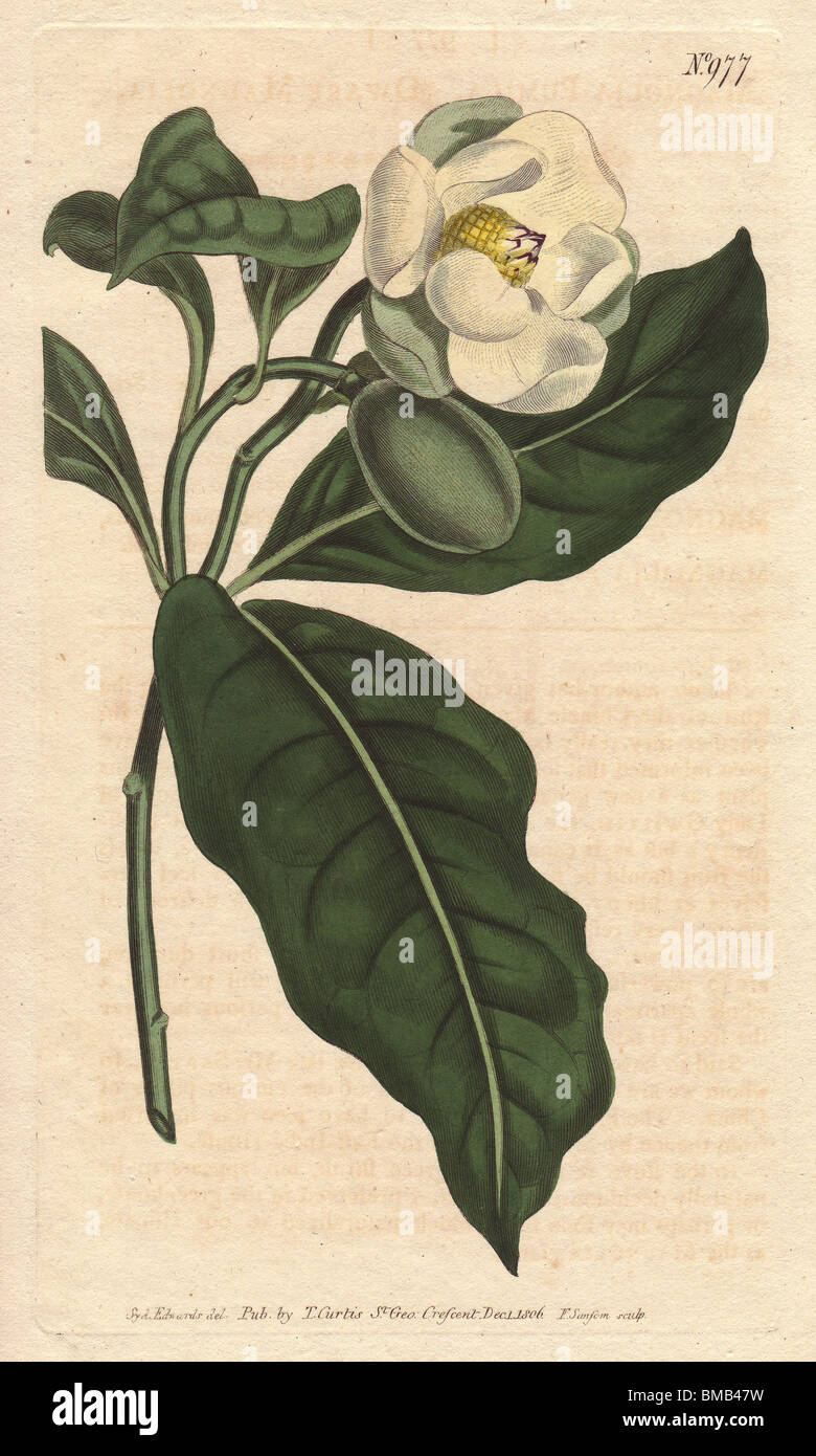 Magnolia enana fotografías e imágenes de alta resolución - Alamy