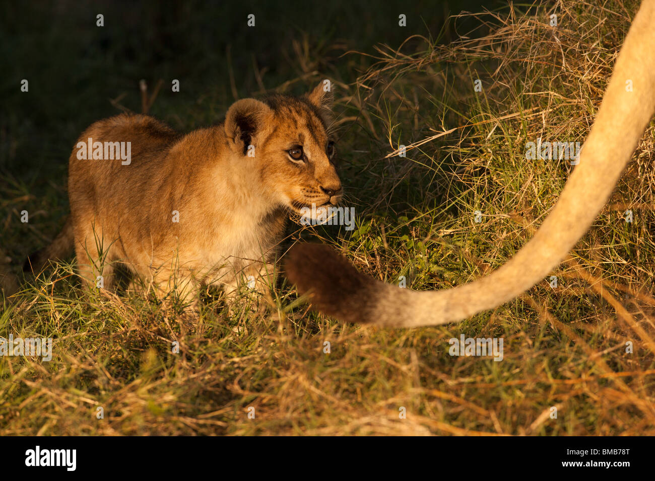 Luz dorada en lindo bebé cachorro de león de cerca, de pie tras una larga cola de madre león en el Delta del Okavango Botswana Foto de stock