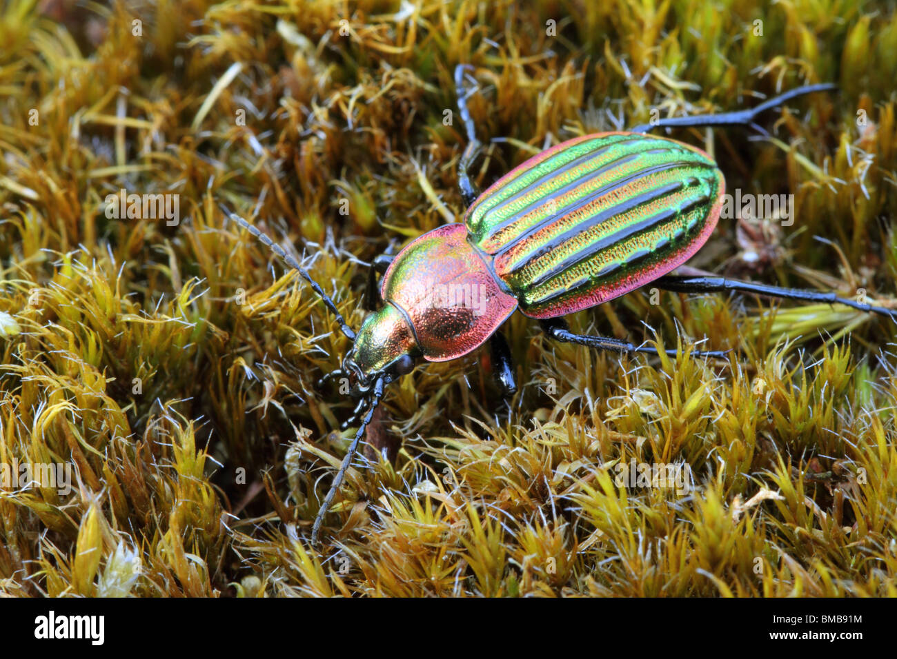 Escarabajo nitens - un hermoso terreno especies de escarabajo que está disminuyendo en gran parte de Europa Foto de stock