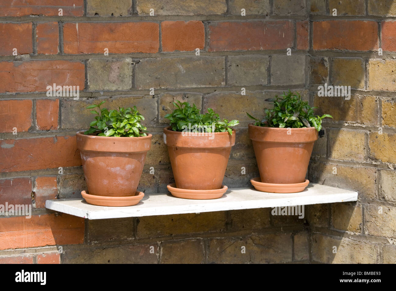 Tres macetas de terracota en un estante fuera de una casa adosada, un jardín minimalista. Foto de stock