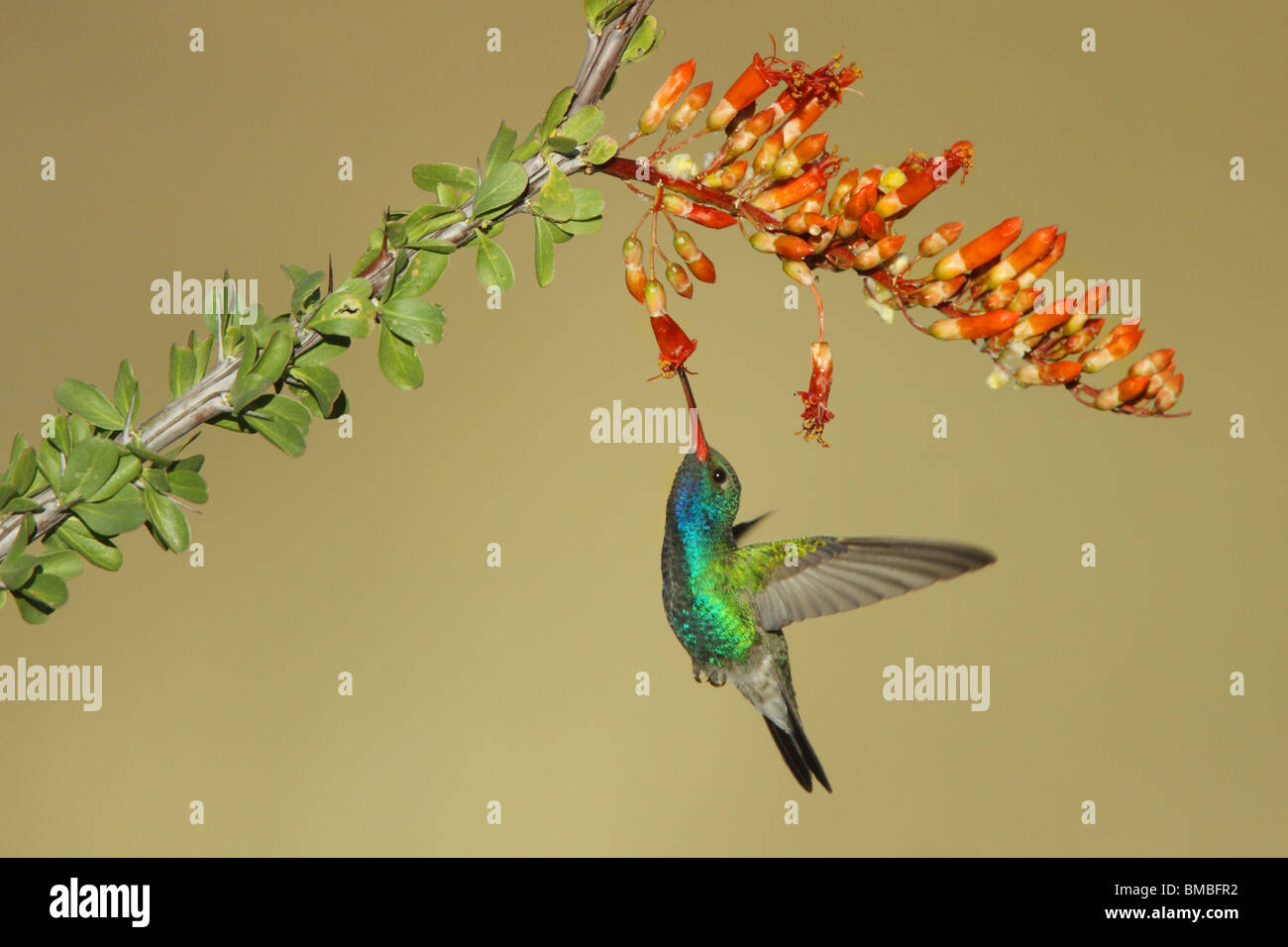 Amplia facturó Colibrí macho adulto alimentándose en Ocotillo flores. Foto de stock