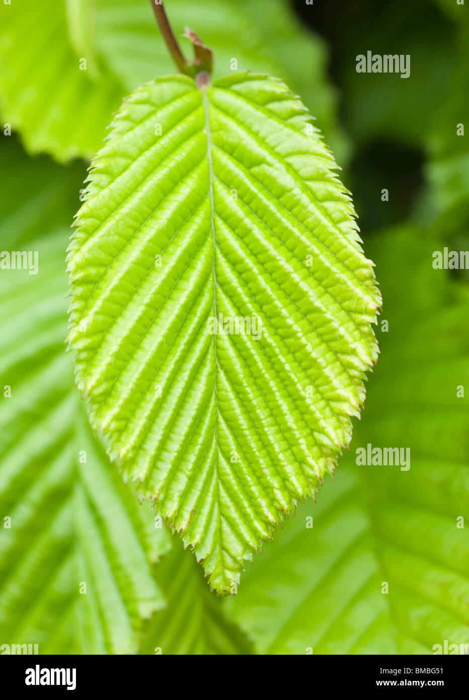 Carpe leaf en primavera, Reino Unido. Carpinus betulus. Foto de stock