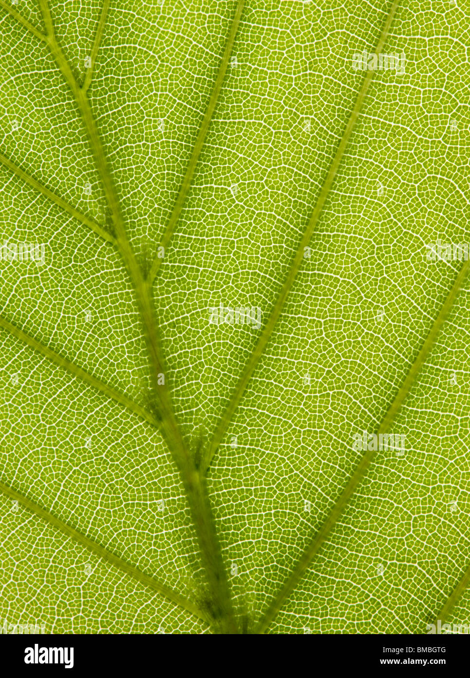 Hojas de hayas, Fagus sylvatica. Retroiluminada para mostrar las venas. Foto de stock
