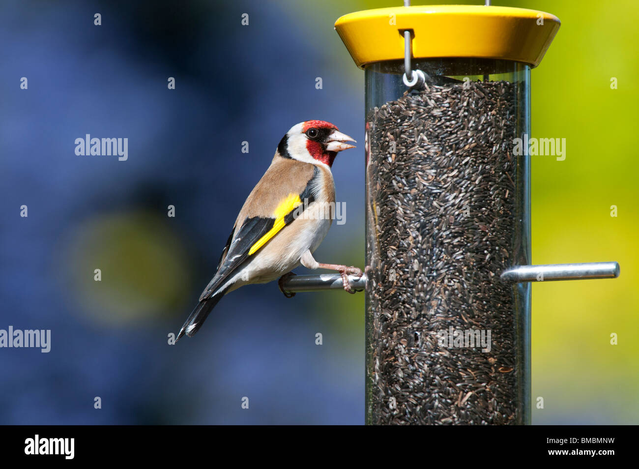 Jilguero en un ave nyjer alimentador de semillas en un jardín. Foto de stock