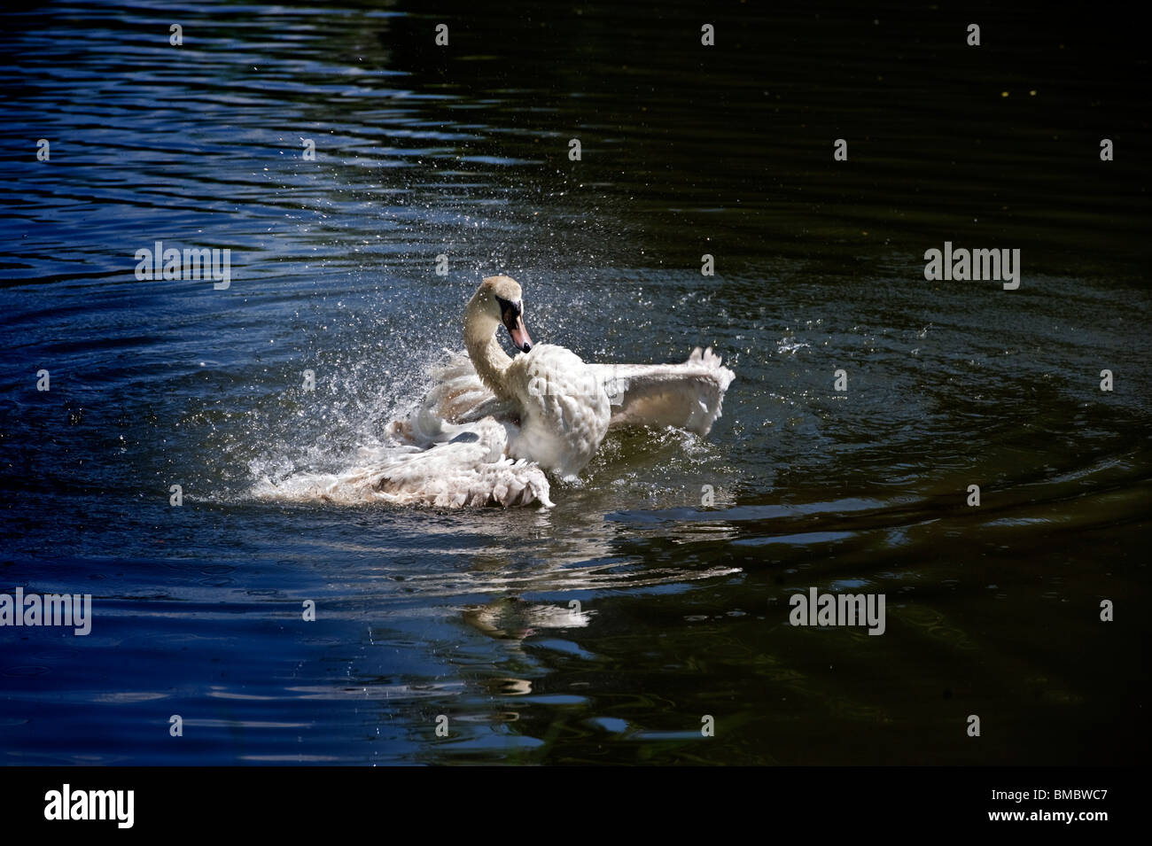 Cisne, un gran pájaro de agua acuático chapoteando en un canal Foto de stock