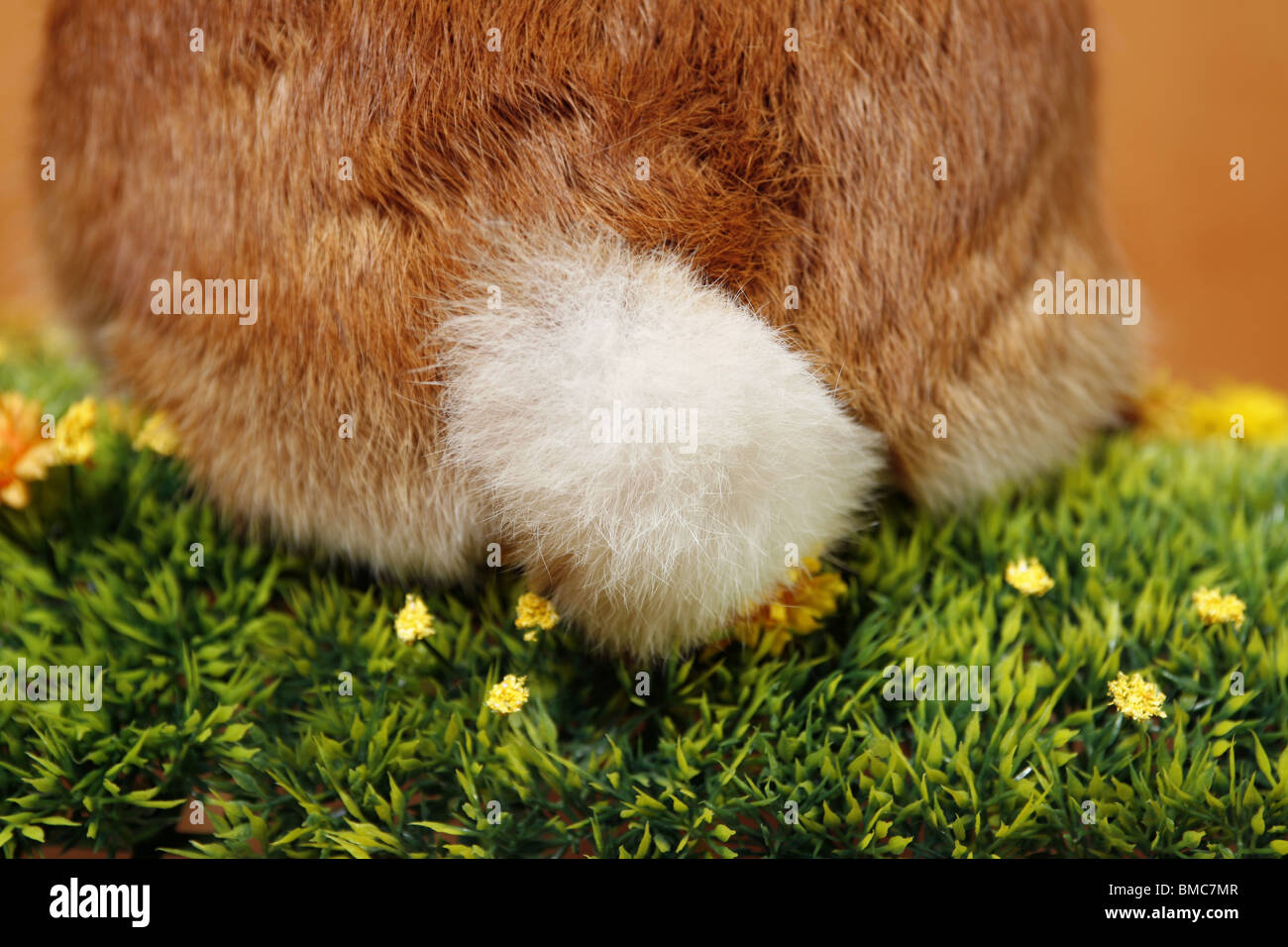 Cola de conejo fotografías e imágenes de alta resolución - Alamy