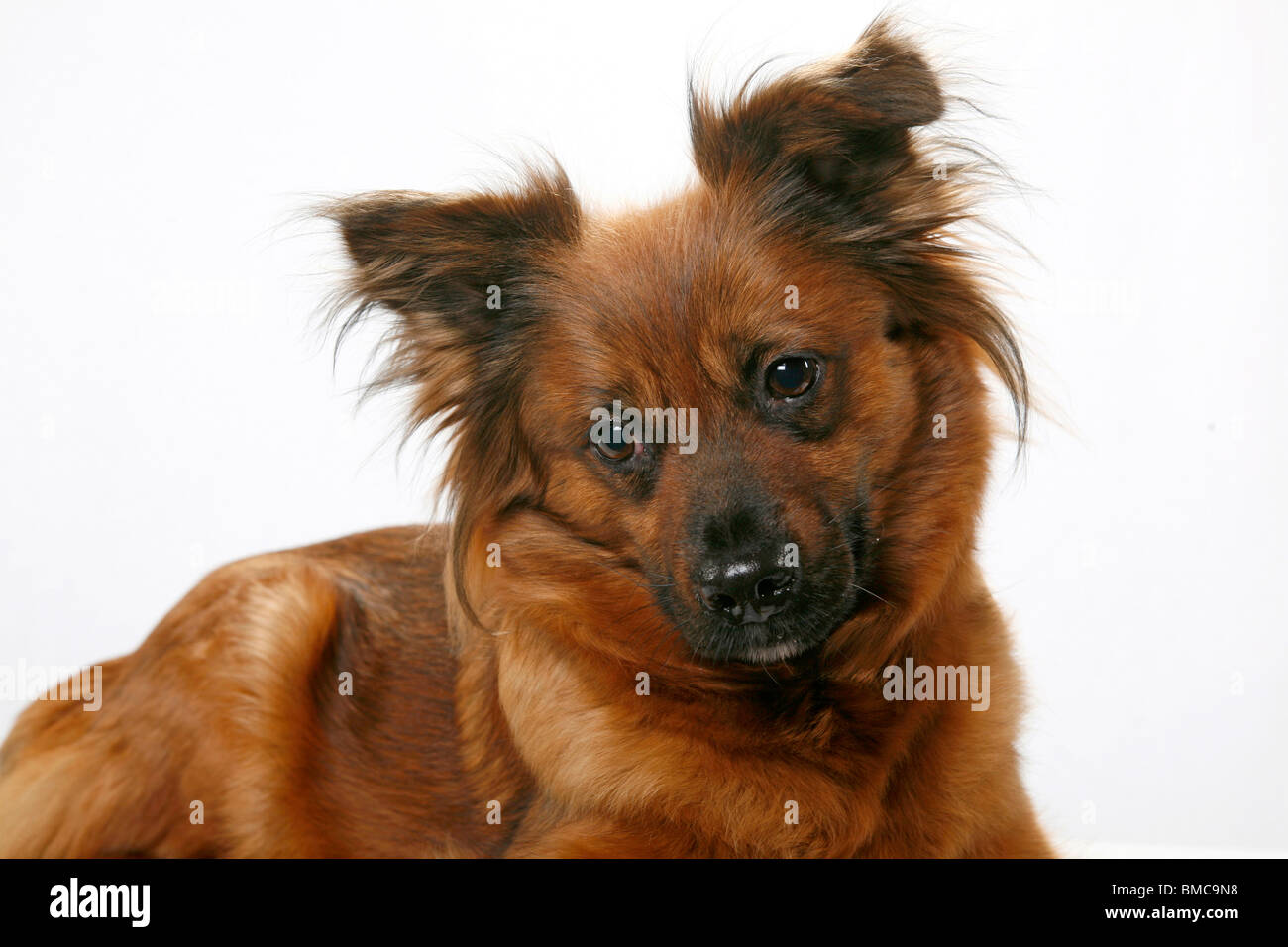 Mischling / perro Fotografía de stock - Alamy