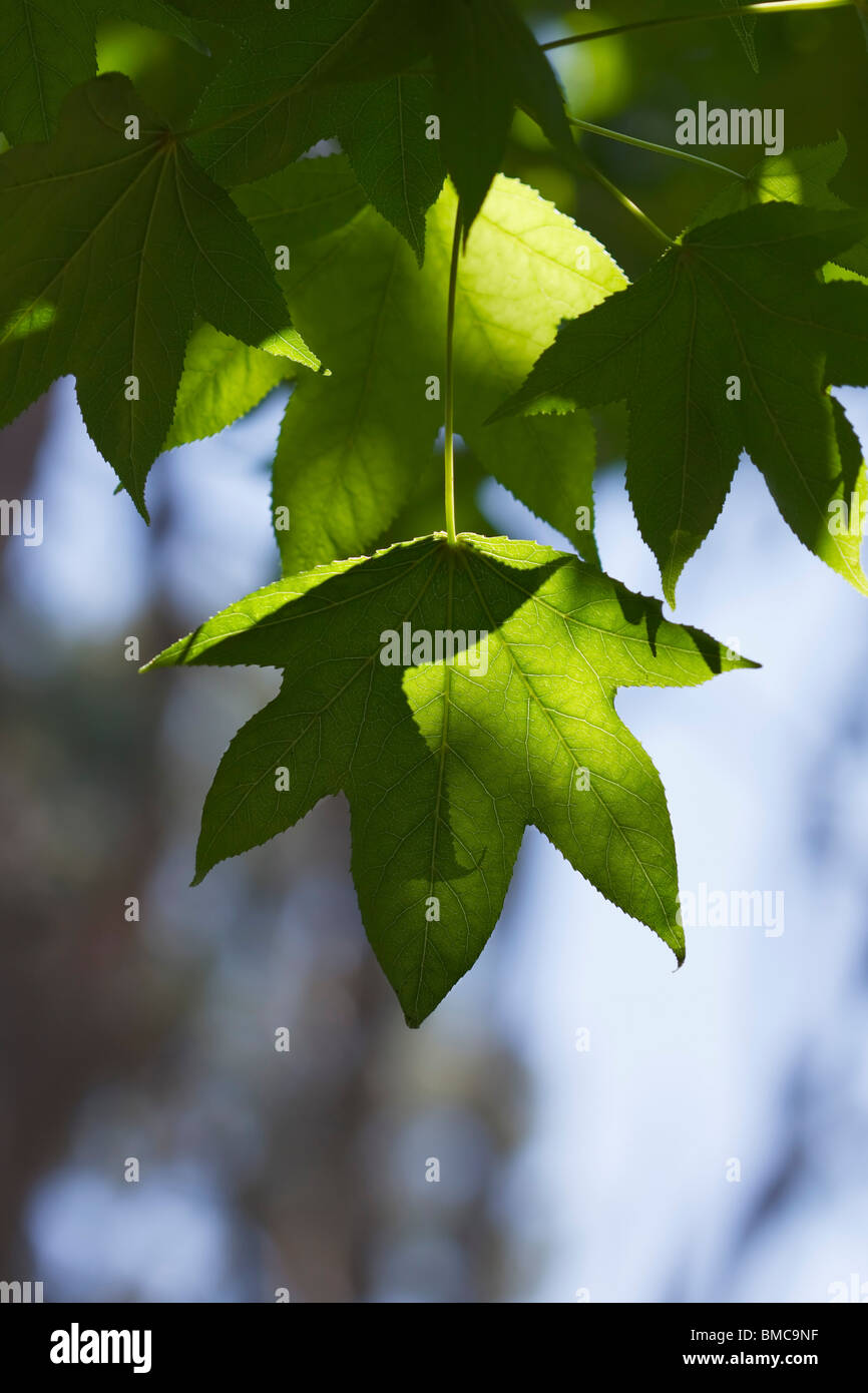 Las hojas de un árbol de avión en suave luz natural. Orden: Proteales; Familia: Platanaceae; Género: Platanus. Foto de stock